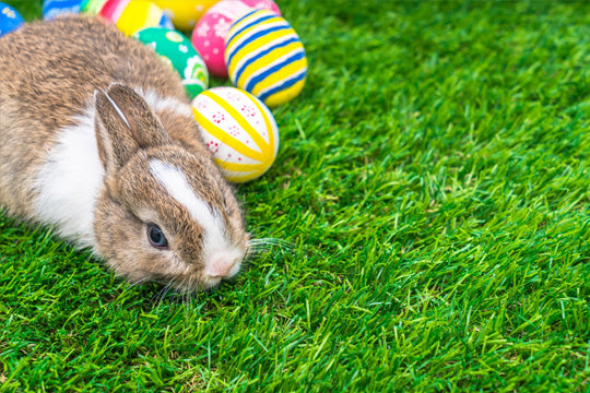 【復活節的意義】復活蛋和復活兔的由來